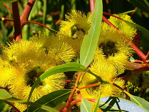 Red Capped Gum Flowers (Eucalyptus erythrocorys)