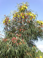 Red Capped Gum Tree  (Eucalyptus erythrocorys)
