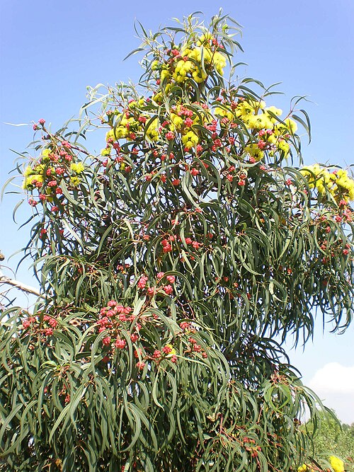 Red Capped Gum Tree  (Eucalyptus erythrocorys)