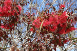 Red Flowered Mallee (Eucalyptus erthroneama)