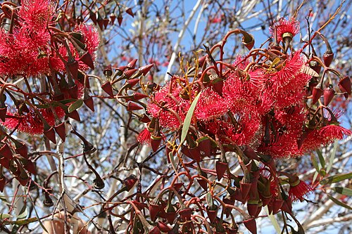 Red Flowered Mallee (Eucalyptus erthroneama)