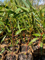 Red flowered Mallee (Eucalyptus erythronema)