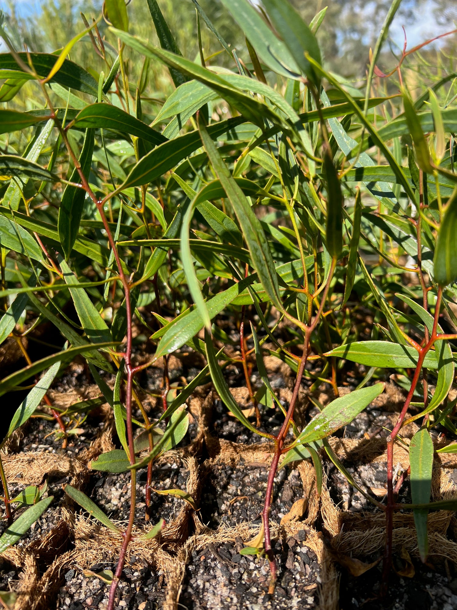 Red flowered Mallee (Eucalyptus erythronema)
