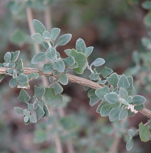 River Saltbush (Atriplex amnicola)