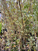 River Saltbush (Atriplex amnicola)