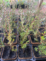 Roadside Teatree in Coir (Leptospermopsis erubescens)