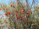 Robin Redbreast Bush Flowers (Melaleuca lateritia)