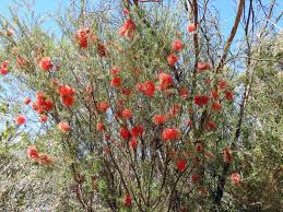 Robin Redbreast Bush Flowers (Melaleuca lateritia)