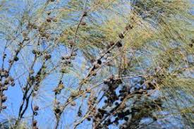 Rock Sheoak (Allocasuarina huegeliana)