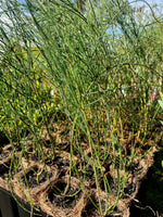 Rock Sheoak in Coir (Allocasuarina huegeliana)