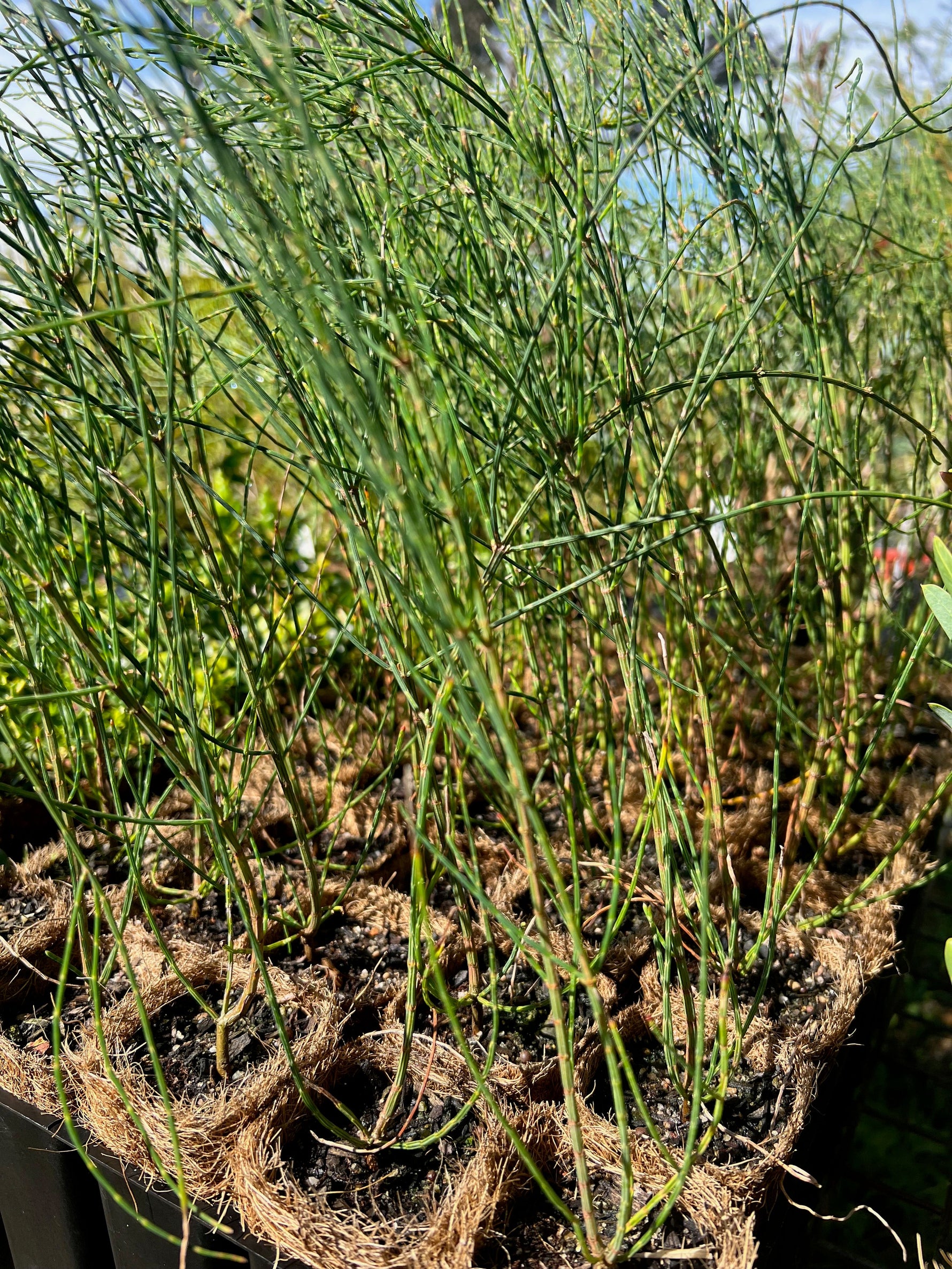 Rock Sheoak in Coir (Allocasuarina huegeliana)