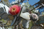 Rose Mallee Flower (Eucalyptus rhodantha)