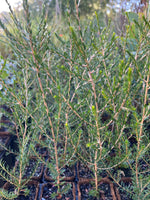 Rottnest Teatree in Coir (Melaleuca lanceolata)