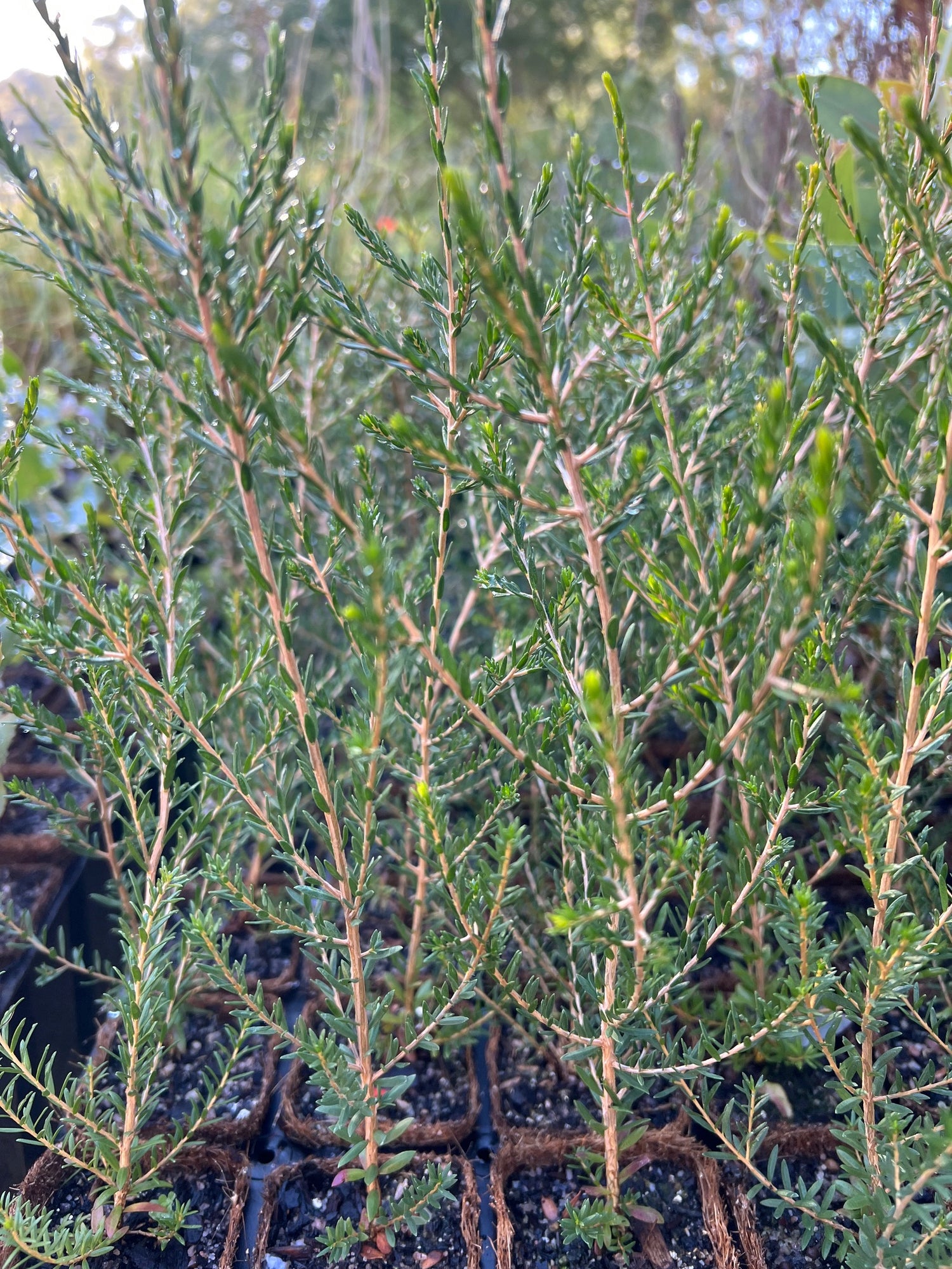 Rottnest Teatree in Coir (Melaleuca lanceolata)