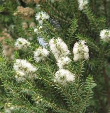 Rottnest Teatree (Melaleuca lanceolata)