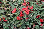Running Postman Flowers (Kennedia prostrata)