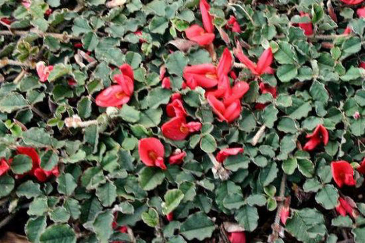 Running Postman Flowers (Kennedia prostrata)