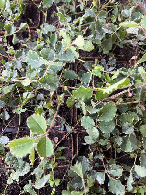 Running Postman in Coir (Kennedia prostrata)