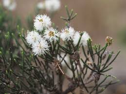 Salt Lake Honey Myrtle (Melaleuca thyoides)