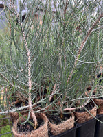Salt Lake Honey-Myrtle in Coir (Melaleuca thyoides)