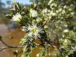 Saltwater Paperbark Flowers  (Melaleuca-cuticularis)