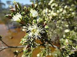 Saltwater Paperbark Flowers  (Melaleuca-cuticularis)