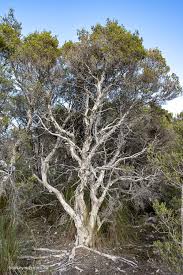 Saltwater Paperbark (Melaleuca cuticularis)
