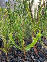 Sand Beaufortia in Coir (Beaufortia squarrosa)