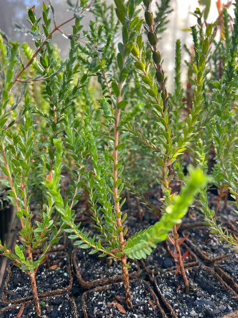 Sand Beaufortia in Coir (Beaufortia squarrosa)