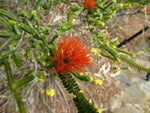 Sand Beaufortia Flower (Beaufortia squarrosa)