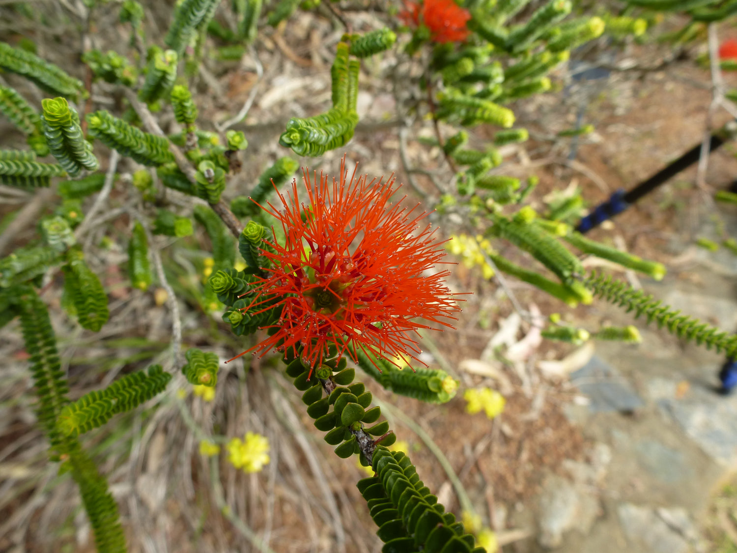 Sand Beaufortia Flower (Beaufortia squarrosa)