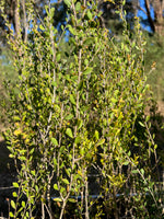 Sand Myrtle (Melaleuca thymoides)