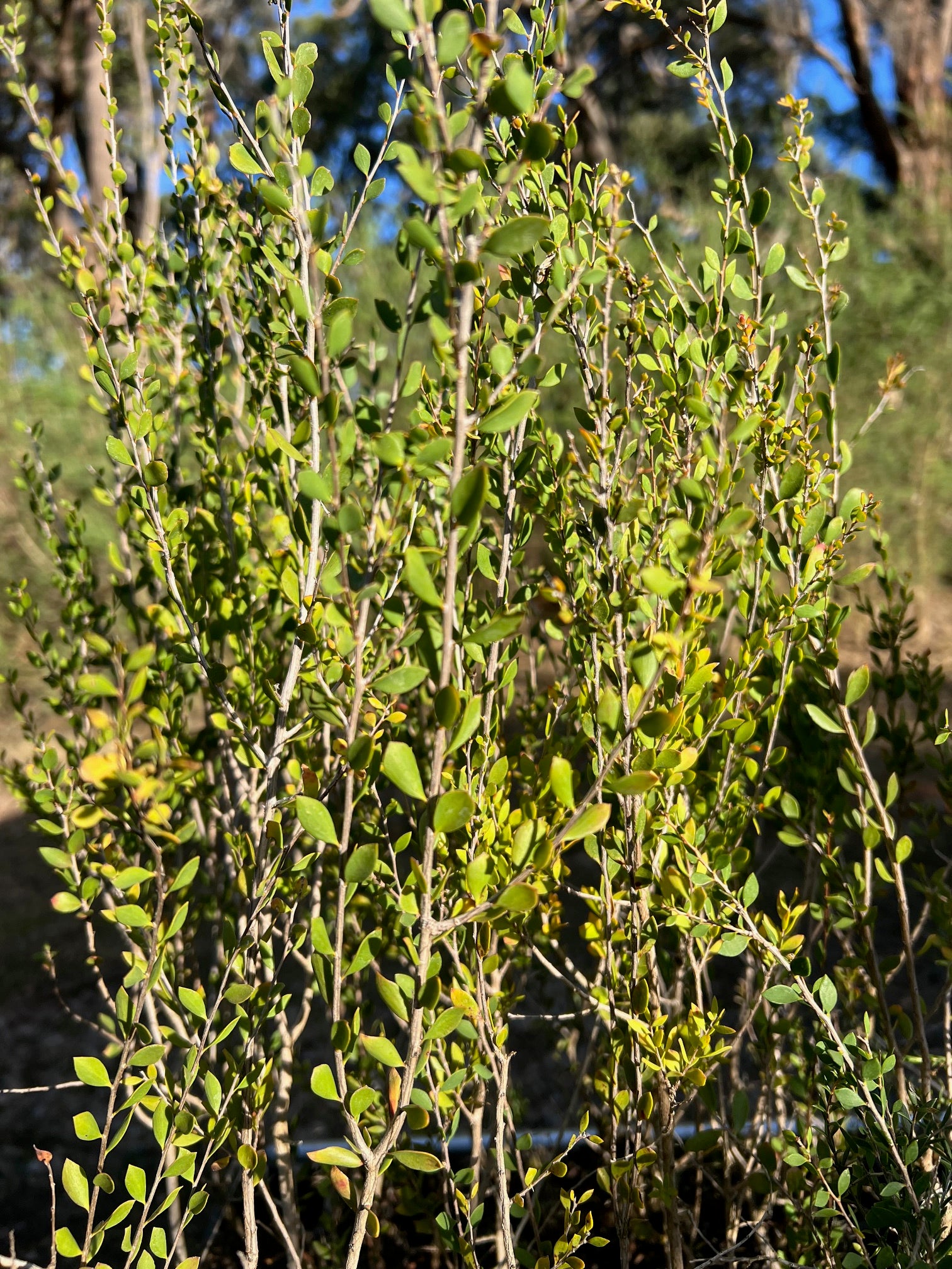 Sand Myrtle (Melaleuca thymoides)
