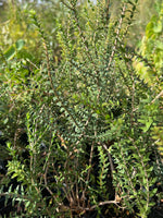 Sandhill Honey Myrtle in Coir (Melaleuca adnata)