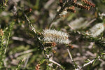 Sandhill Honey Myrtle (Melaleuca adnata)