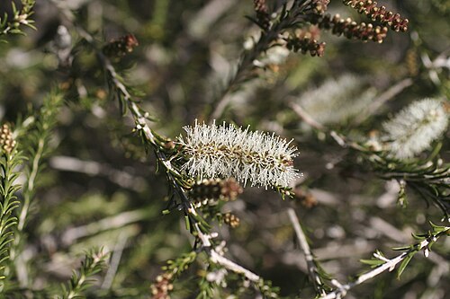 Sandhill Honey Myrtle (Melaleuca adnata)