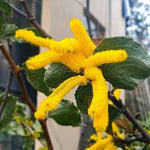 Sandpaper Wattle Flowers (Acacia denticulosa)