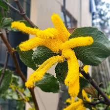 Sandpaper Wattle Flowers (Acacia denticulosa)