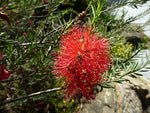 Scarlet Honey Myrtle (Melaleuca fulgens)