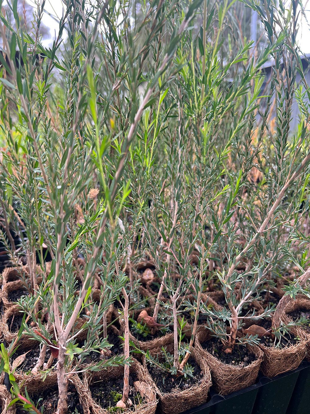 Scarlet Honey Myrtle Seedlings (Melaleuca fulgens)