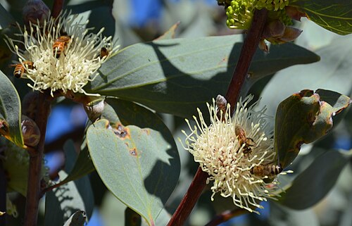 Sea Urchin Hakea (Hakea petiolaris)
