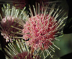 Sea Urchin Hakea (Hakea petiolaris)