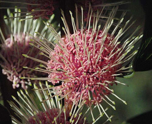 Sea Urchin Hakea (Hakea petiolaris)