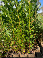 Showy Honey Myrtle (Melaleuca nesophila)