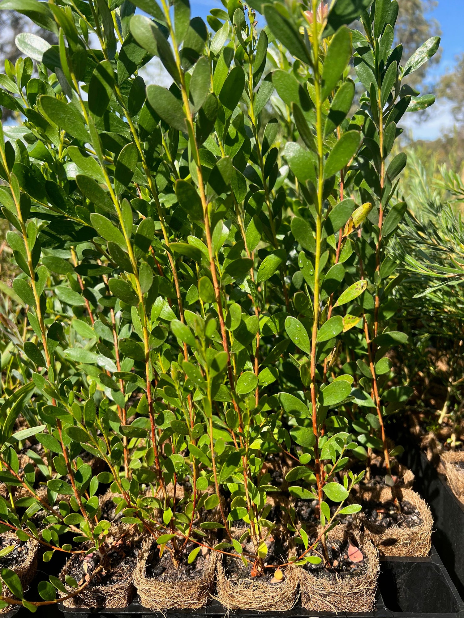 Showy Honey Myrtle (Melaleuca nesophila)