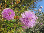 Showy Honey Myrtle (Melaleuca nesophila)