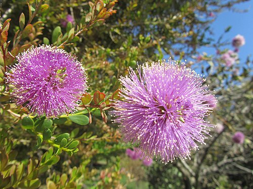 Showy Honey Myrtle (Melaleuca nesophila)