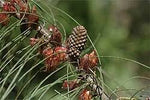 Shrubby Sheoak (Allocasuarina campestris)