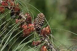 Shrubby Sheoak (Allocasuarina campestris)