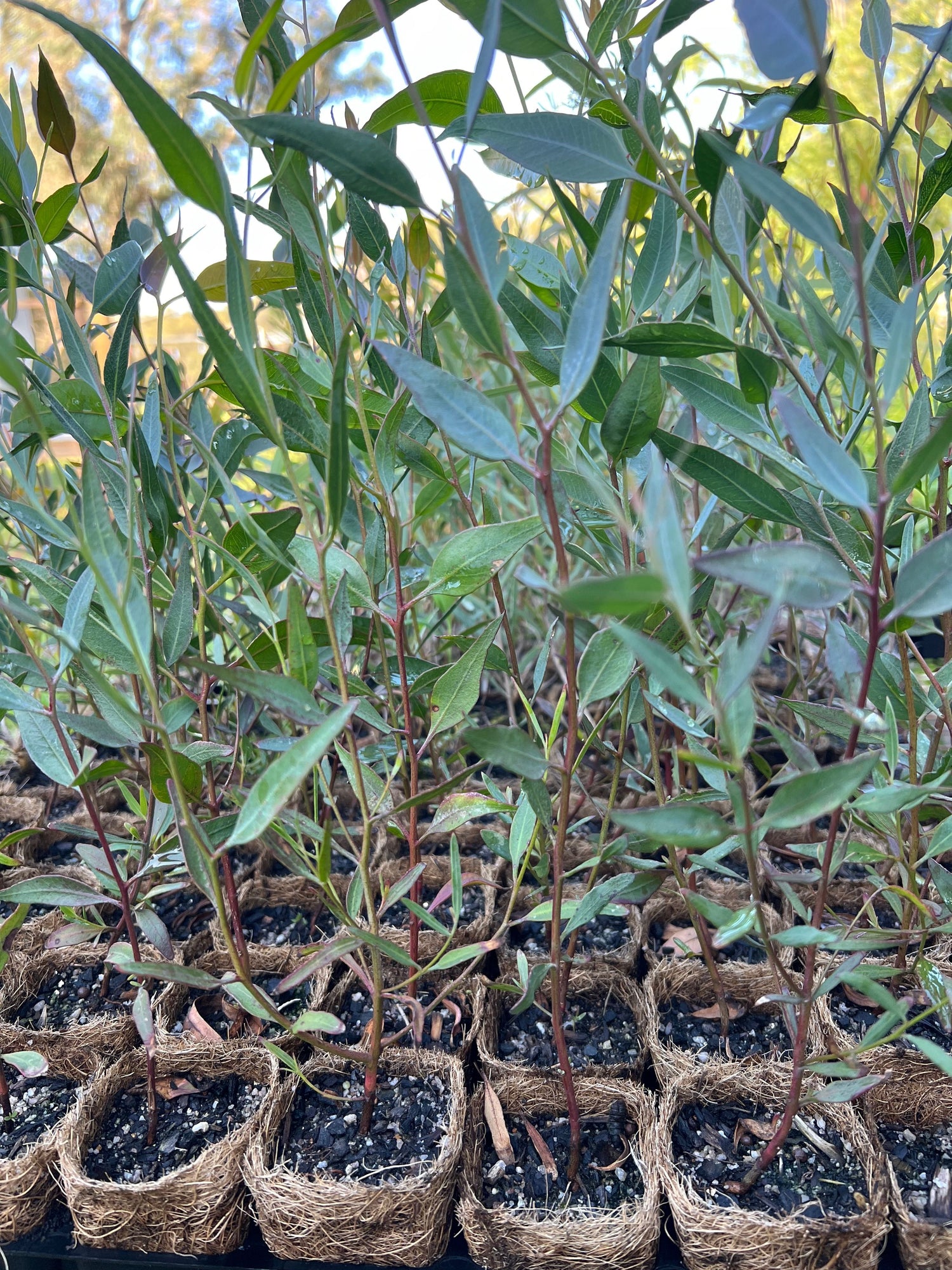 Silver Gimlet (Eucalyptus campaspe)